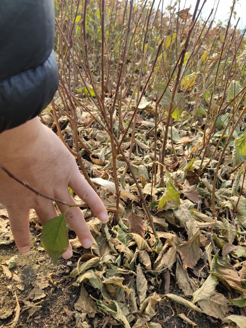东北耐寒红梅俄罗斯红火庭院种植当年开花好养护爱