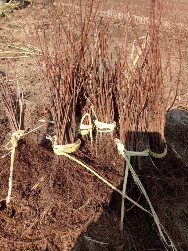 东北耐寒红梅俄罗斯红火庭院种植当年开花好养护爱