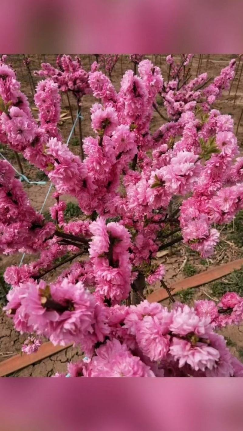 东北耐寒红梅俄罗斯红火庭院种植当年开花好养护爱