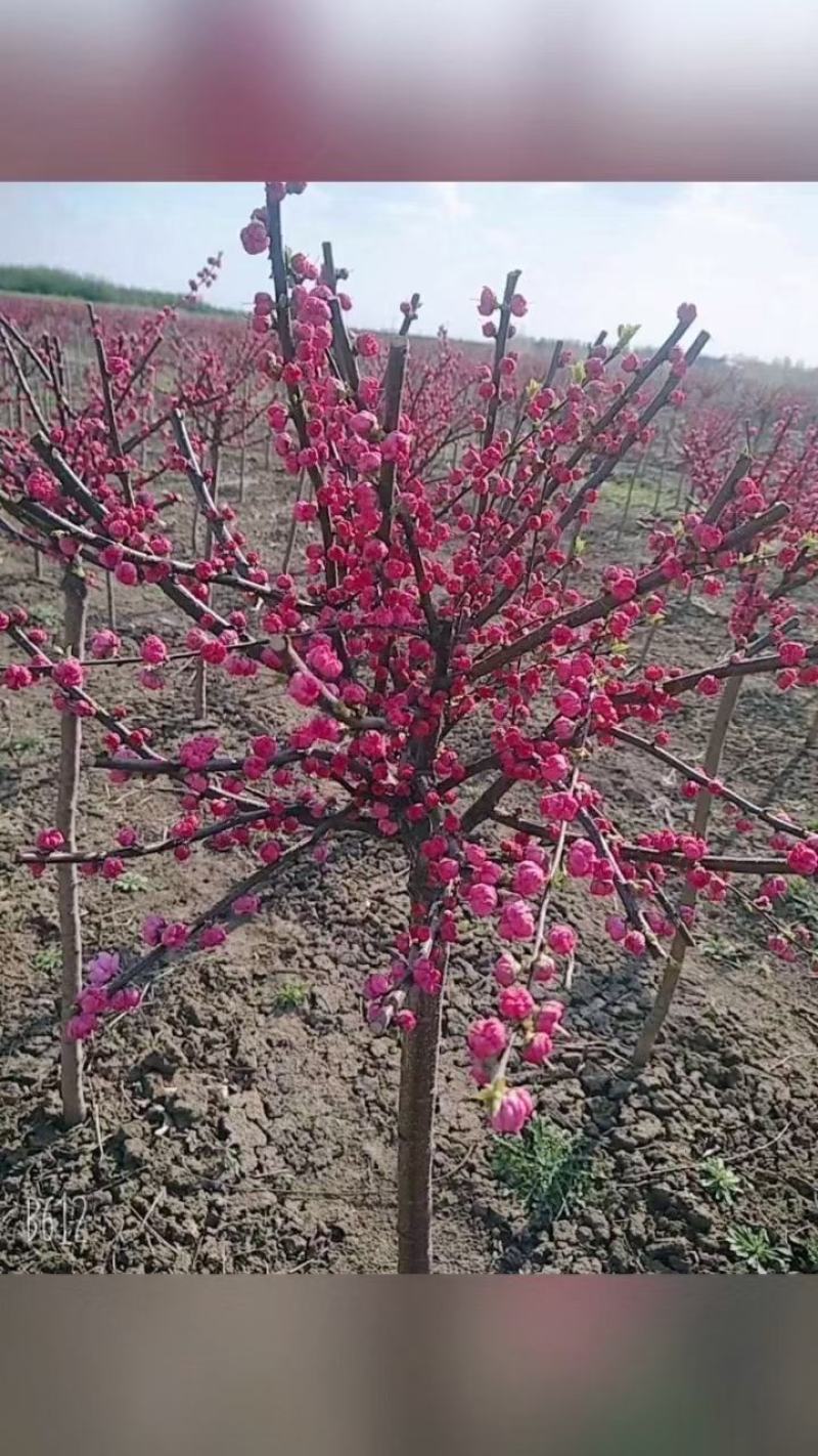 东北耐寒红梅俄罗斯红火庭院种植当年开花好养护爱