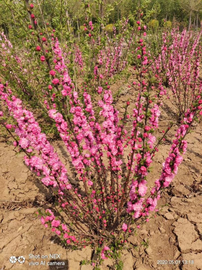 东北耐寒红梅俄罗斯红火庭院种植当年开花好养护爱