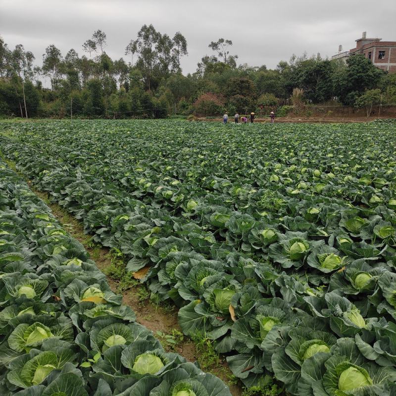 福建精品甘蓝圆包菜质量杠杠的无虫眼个头均匀颜色靓丽