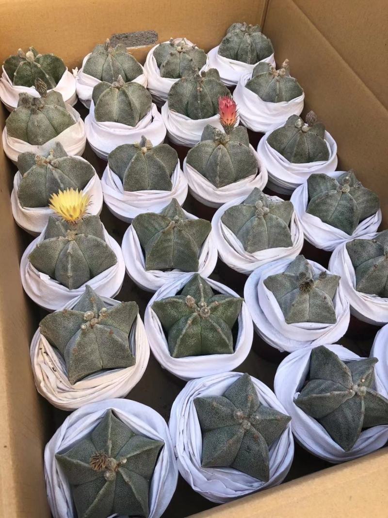 鸾凤玉花带苞现在在花期刚好