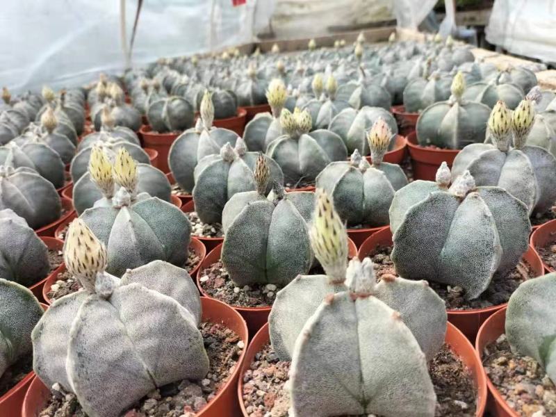 鸾凤玉花带苞现在在花期刚好