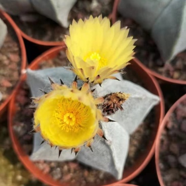 鸾凤玉花带苞现在在花期刚好