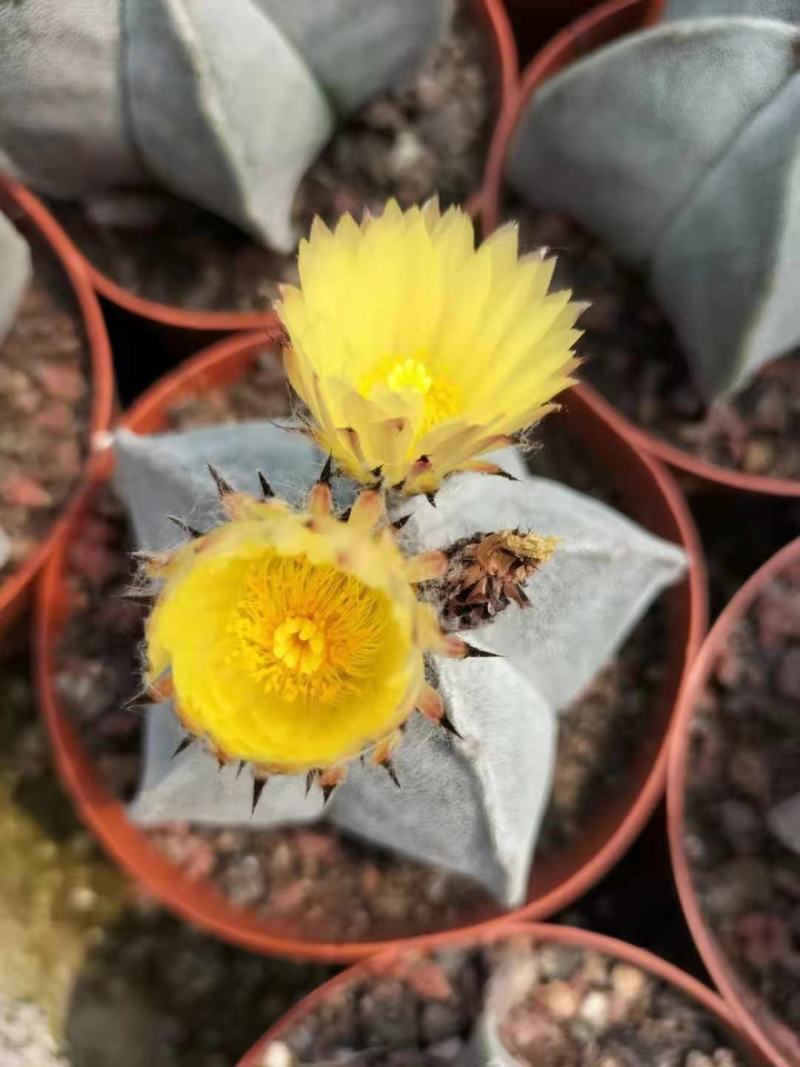 鸾凤玉花带苞现在在花期刚好