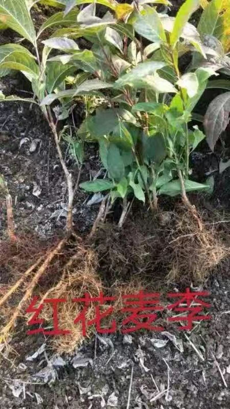 白花麦李小苗花色雪白花量大根系好爱成活