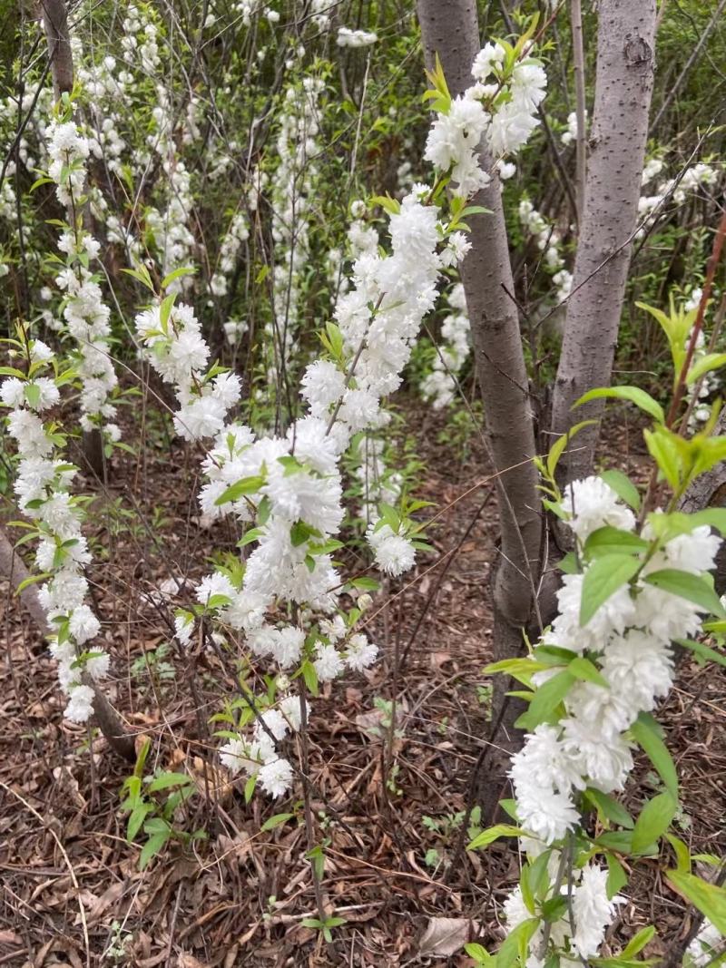 白花麦李小苗花色雪白花量大根系好爱成活
