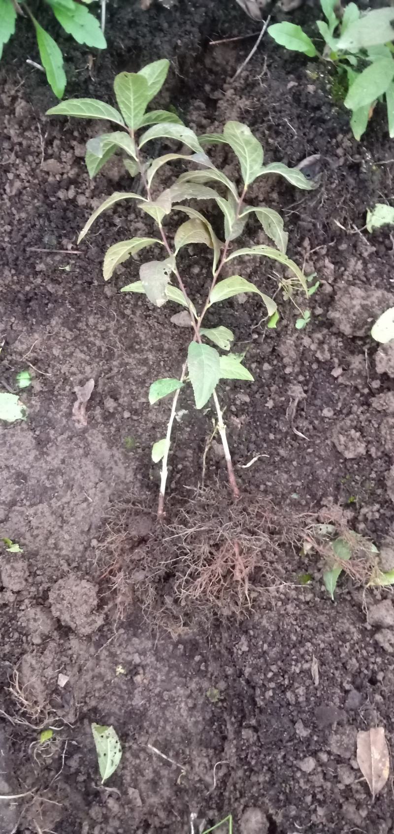 白花麦李小苗花色雪白花量大根系好爱成活