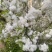 白花麦李小苗花色雪白花量大根系好爱成活