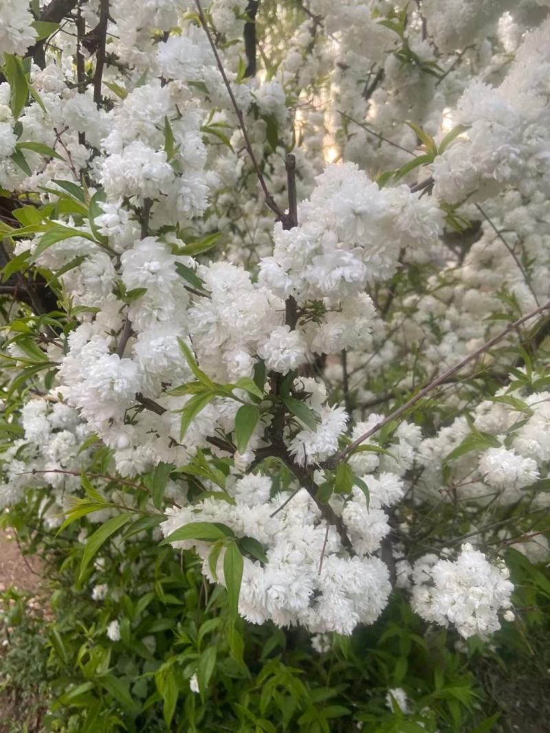 白花麦李小苗花色雪白花量大根系好爱成活