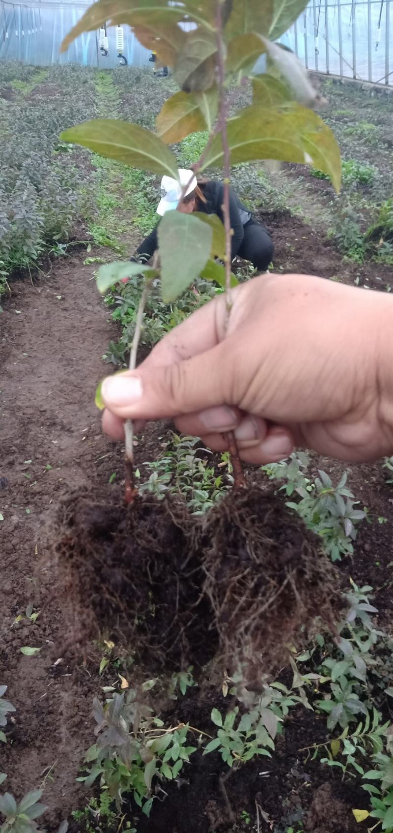 白花麦李小苗花色雪白花量大根系好爱成活