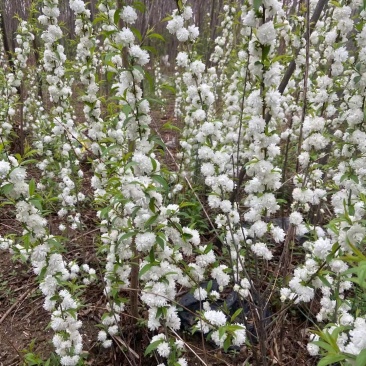 白花麦李小苗花色雪白花量大根系好爱成活