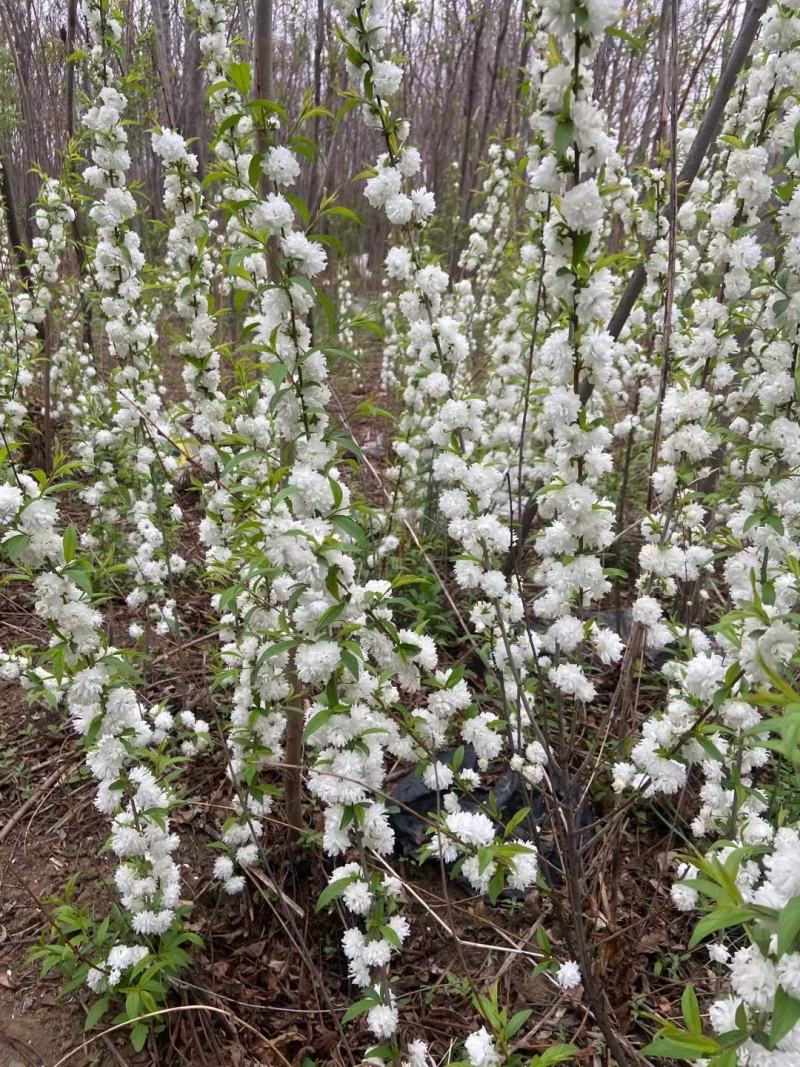 白花麦李小苗花色雪白花量大根系好爱成活