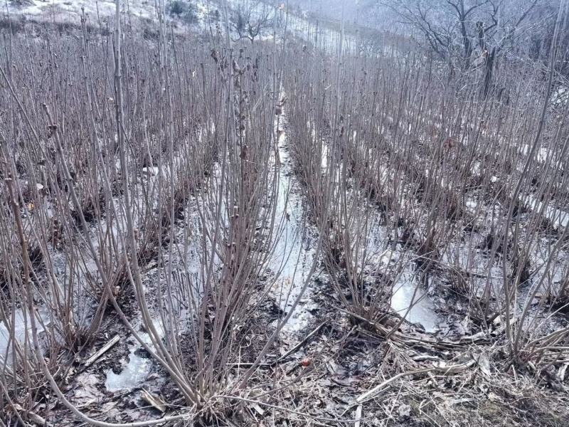 紫丁香苗丁香花紫丁香树工程用臭丁香紫丁香杯苗