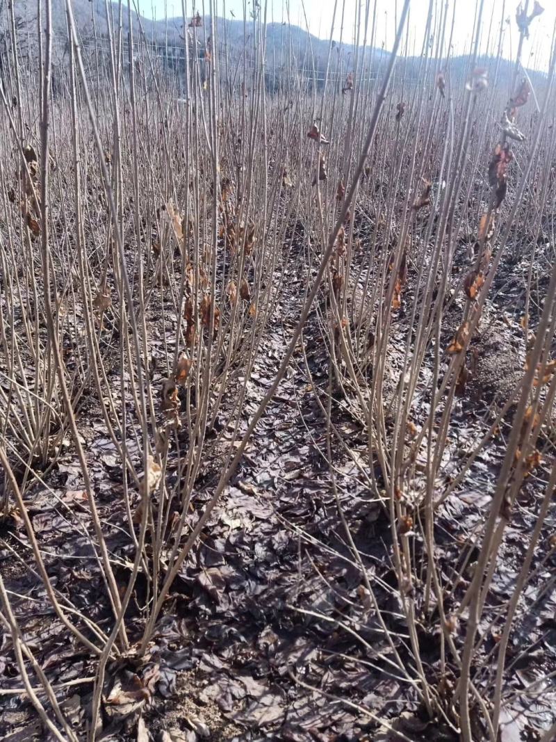 紫丁香苗丁香花紫丁香树工程用臭丁香紫丁香杯苗