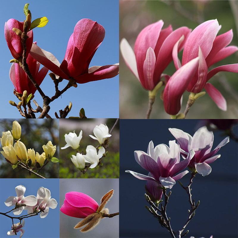 玉兰树苗黄玉兰白玉兰紫玉兰二乔玉兰红玉兰迎春花绿化树苗