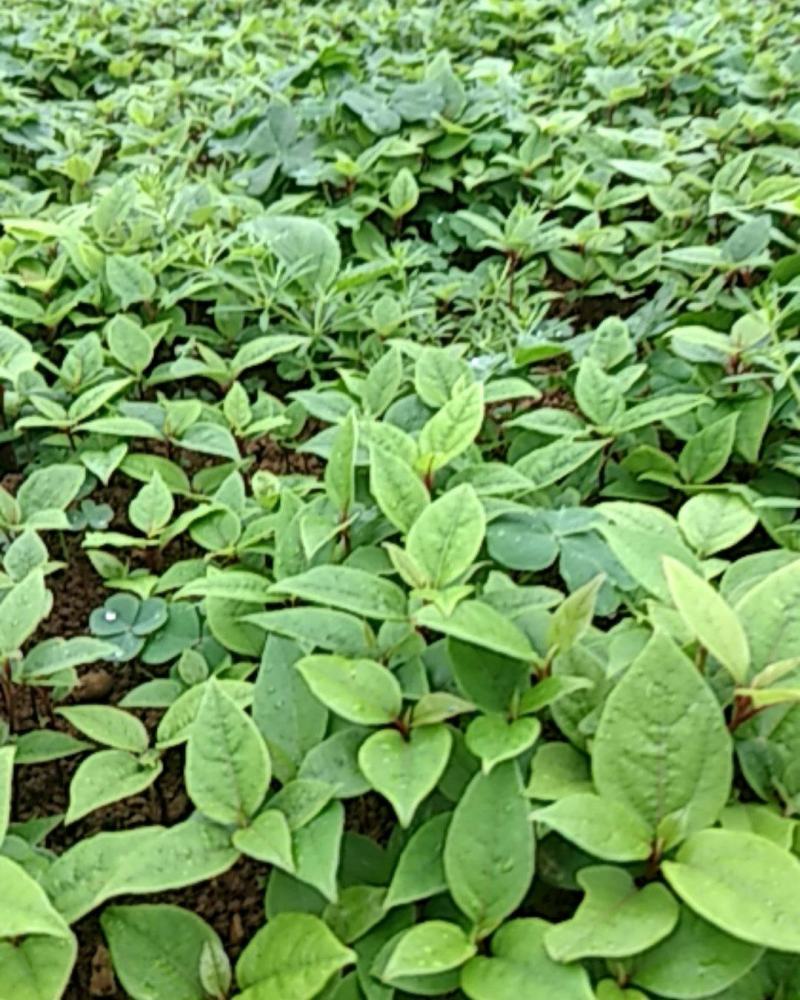 香樟树苗，，香樟小苗芽苗，自家种植全程技术指导