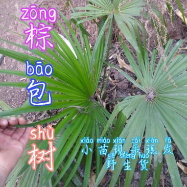 贵州毕节古夜郎大地野生中药材棕树苗食用棕包苗