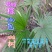 贵州毕节古夜郎大地野生中药材棕树苗食用棕包苗
