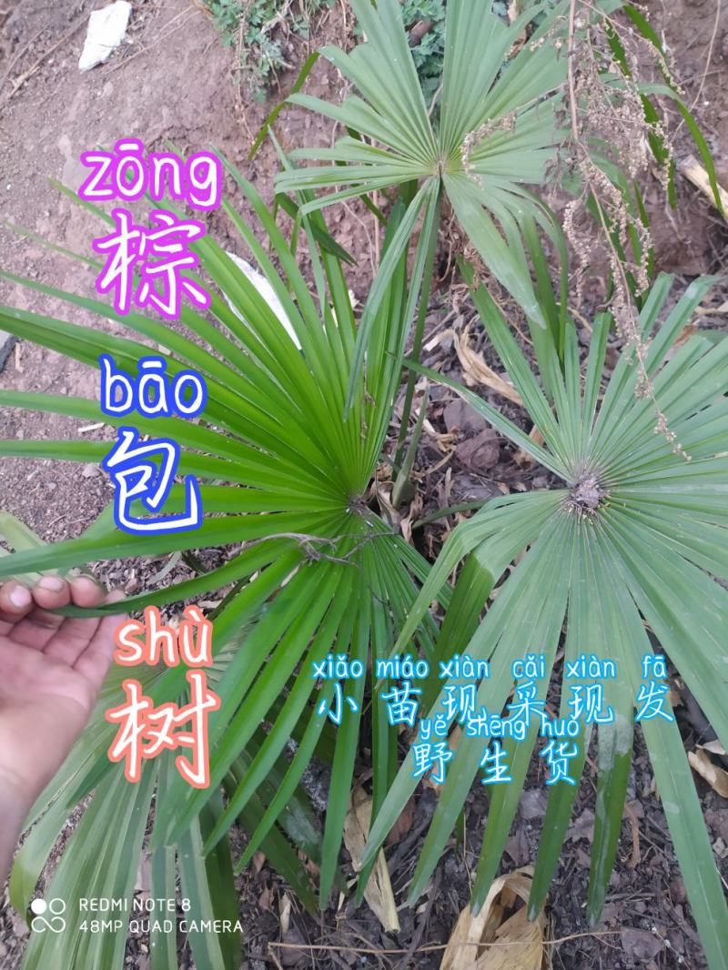 贵州毕节古夜郎大地野生中药材棕树苗食用棕包苗