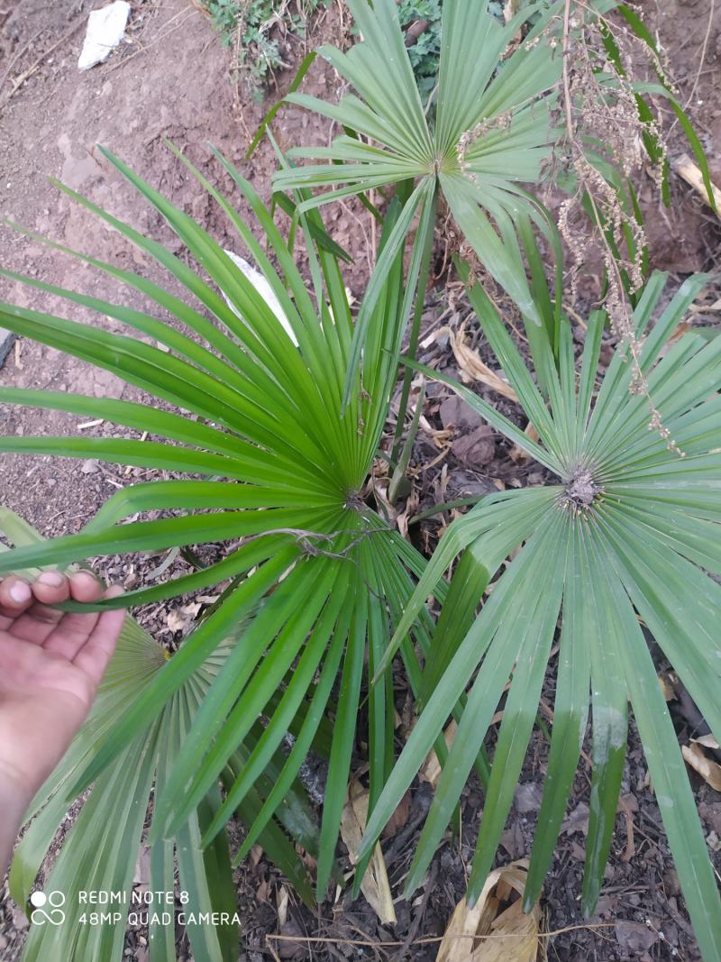 贵州毕节古夜郎大地野生中药材棕树苗食用棕包苗