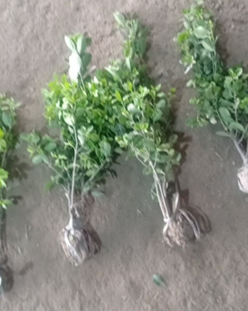 【牛商推荐】冬青毛球基地一手货源保证成活售后指导全国批发