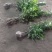 【牛商推荐】冬青毛球基地一手货源保证成活售后指导全国批发