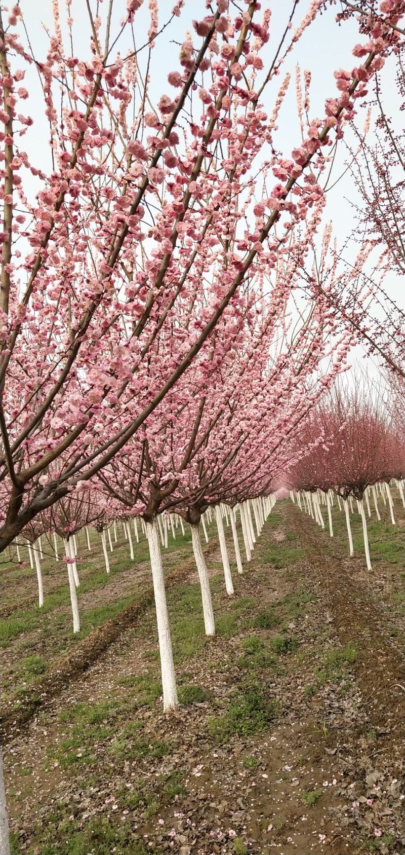 杏梅，八到十二公分，树形优美，黄土地移栽定植苗，根系发达