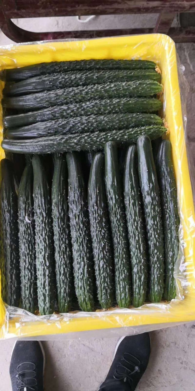 高陵区黄瓜大量上市，都是顶花带刺，有普瓜，有油瓜。