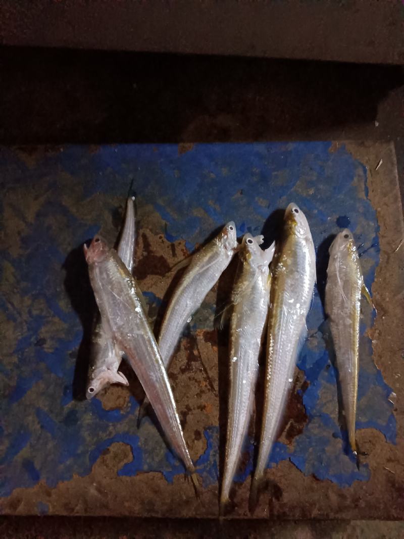 冰鲜毛刀，货到付款，非诚勿扰