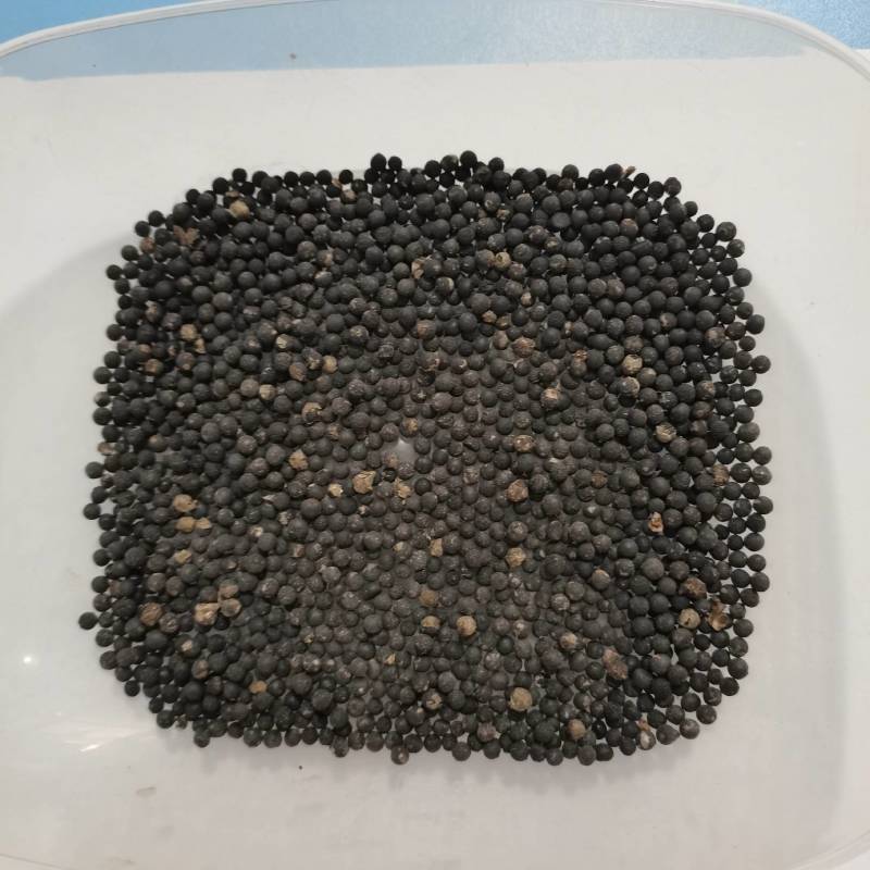文竹种子，盆栽文竹种子出货，欢迎一亩田客户前来选购