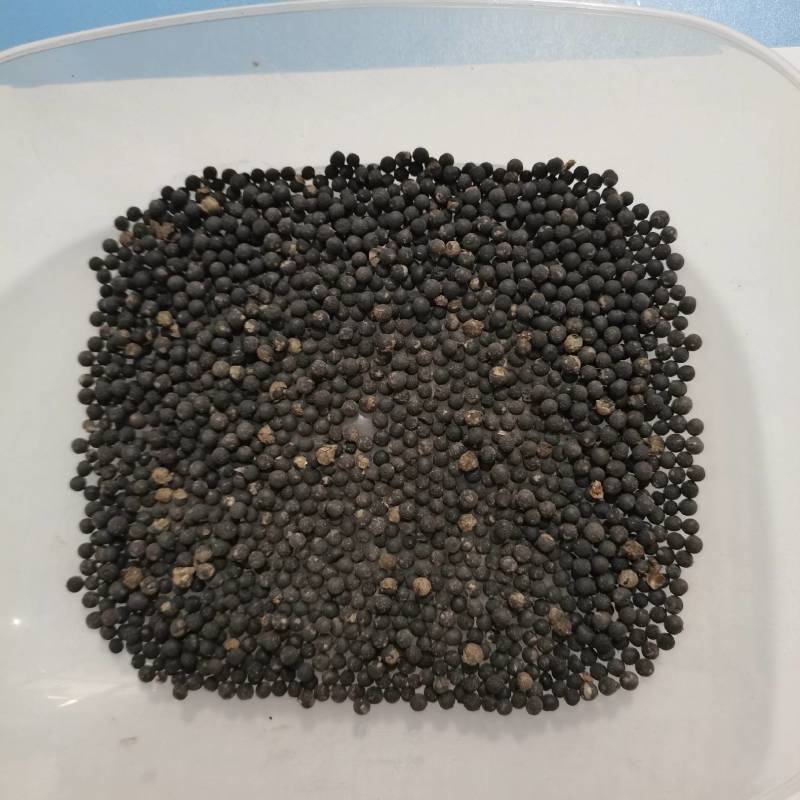 文竹种子，盆栽文竹种子出货，欢迎一亩田客户前来选购