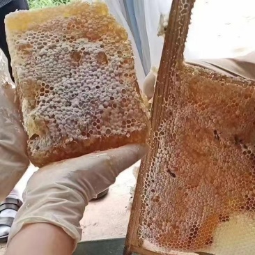 巢蜂蜜/蜂蜜，质量好价格便宜，长期都有货，需要的老板联系
