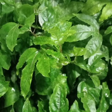 芭乐香，蜜香黄金百香果苗
