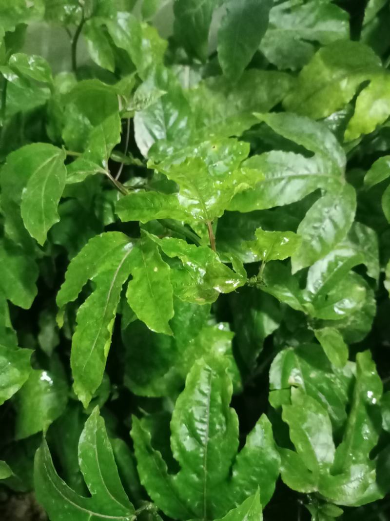 芭乐香，蜜香黄金百香果苗