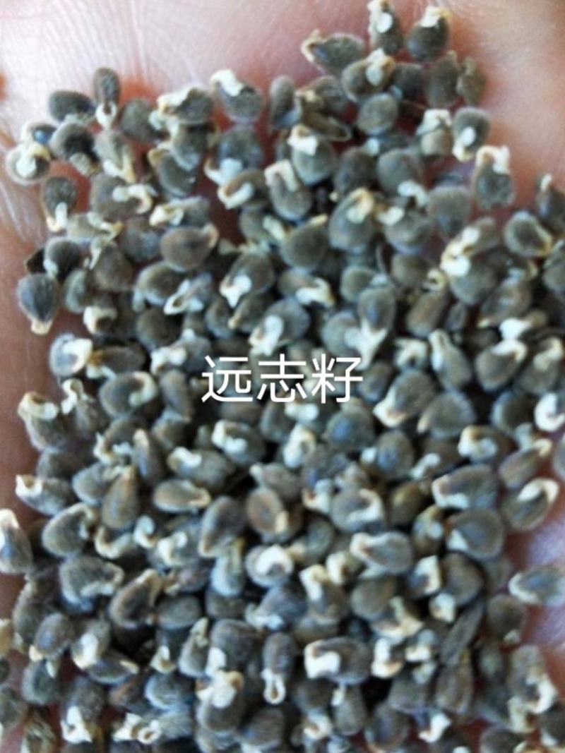 远志籽发芽率高无杂质