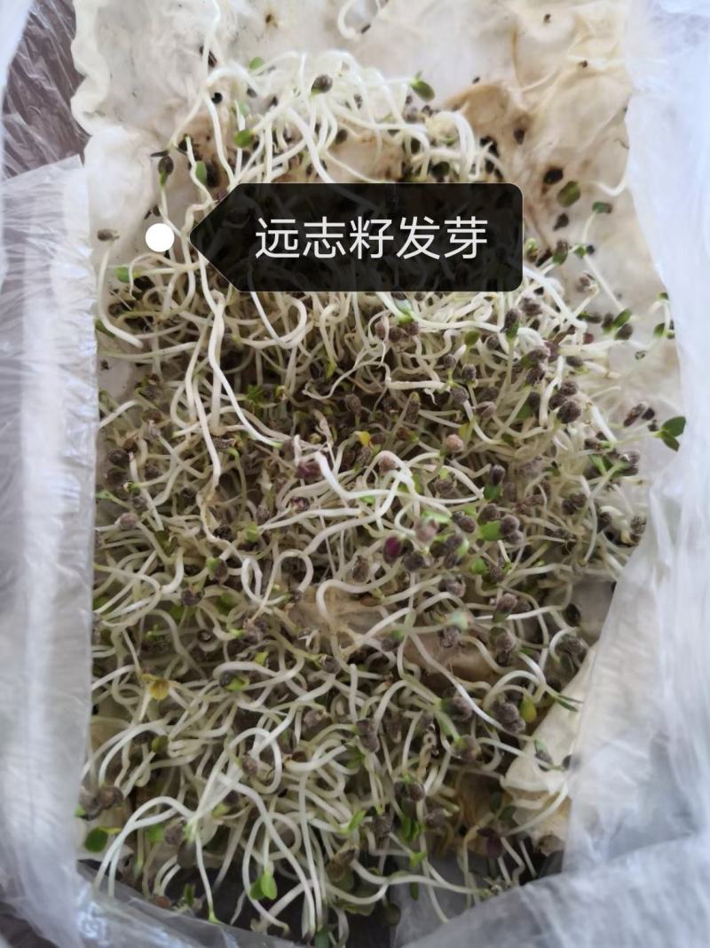 远志籽发芽率高无杂质