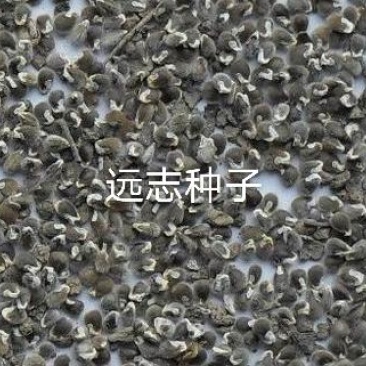 远志籽发芽率高无杂质
