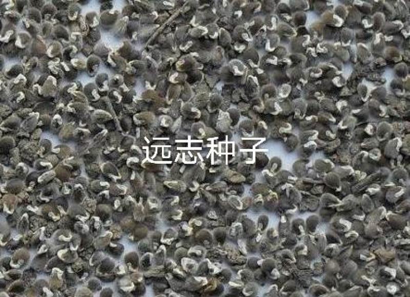 远志籽发芽率高无杂质