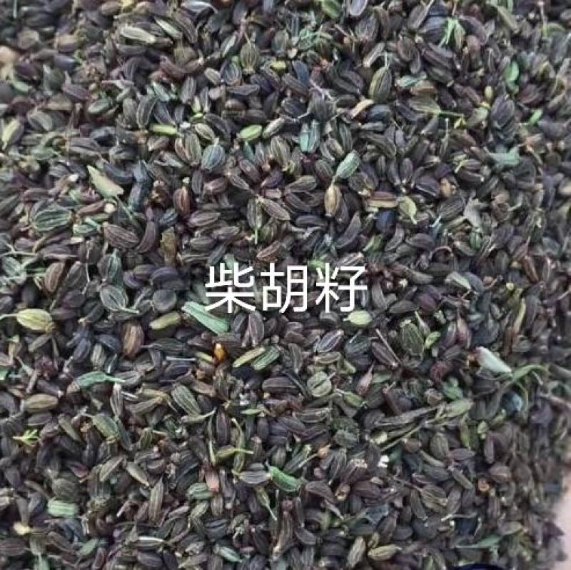 柴胡籽纯新籽北柴胡发芽率高
