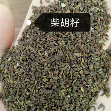 柴胡籽纯新籽北柴胡发芽率高