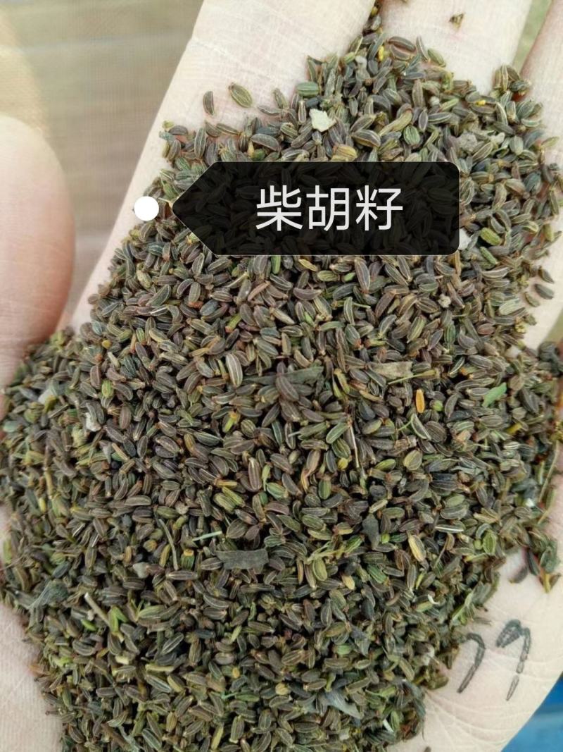 柴胡籽纯新籽北柴胡发芽率高