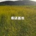 柴胡籽纯新籽北柴胡发芽率高
