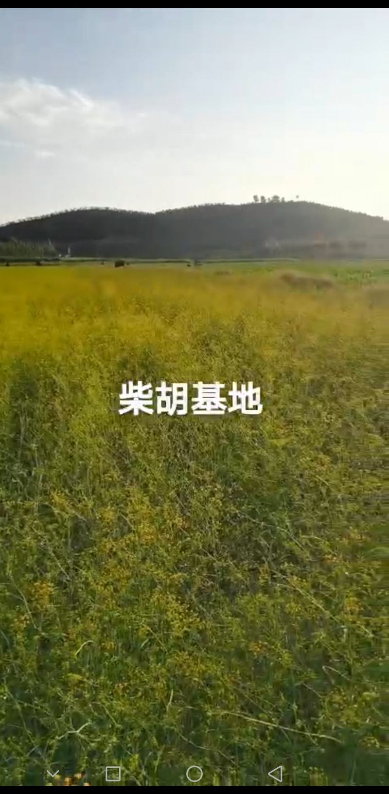 柴胡籽纯新籽北柴胡发芽率高