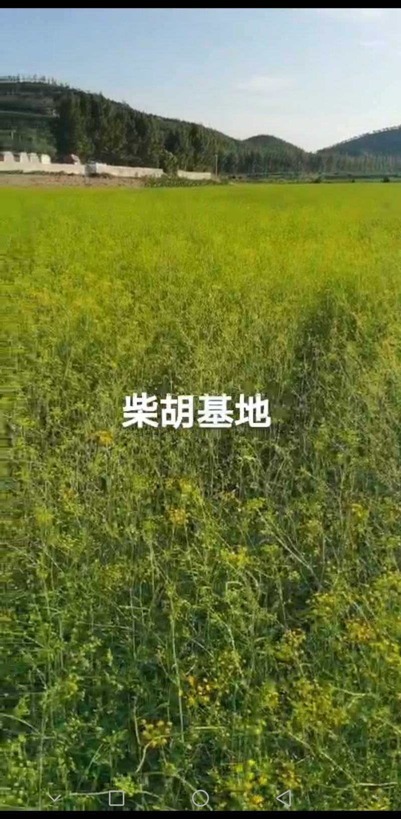 柴胡籽纯新籽北柴胡发芽率高