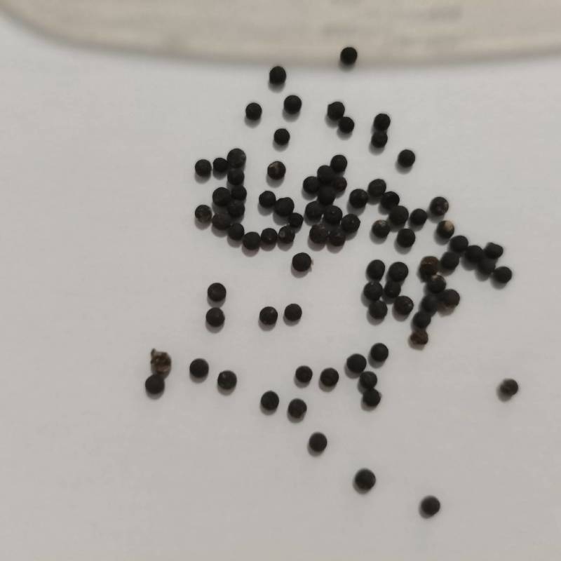 文竹种子，盆栽文竹种子出货，欢迎一亩田客户前来选购