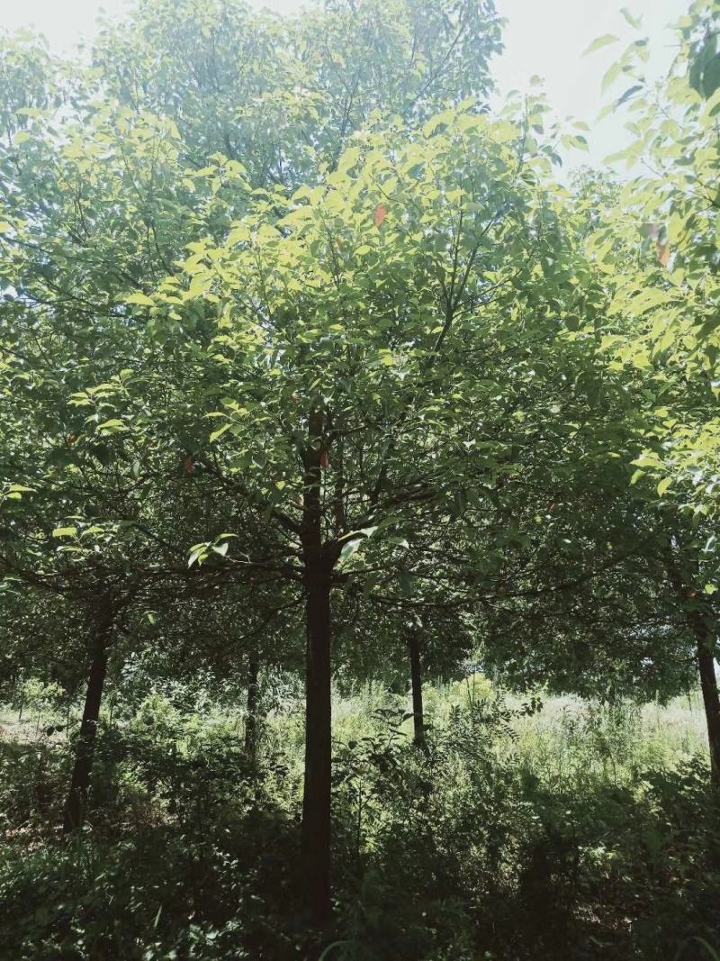 罗汉松树，精品罗汉松，造型罗汉松，均有货源