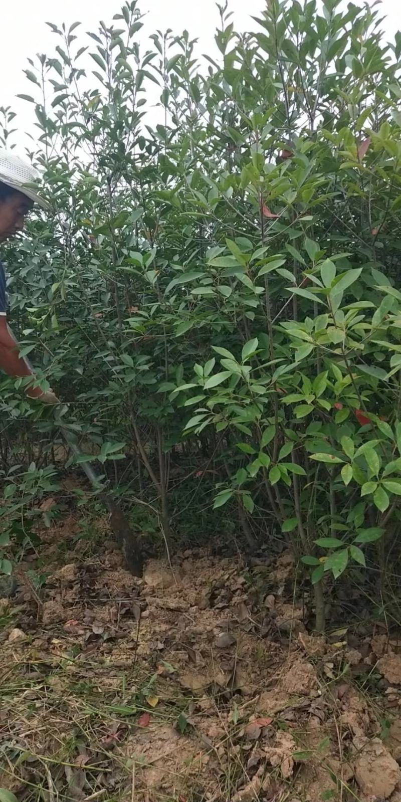 罗汉松树，精品罗汉松，造型罗汉松，均有货源