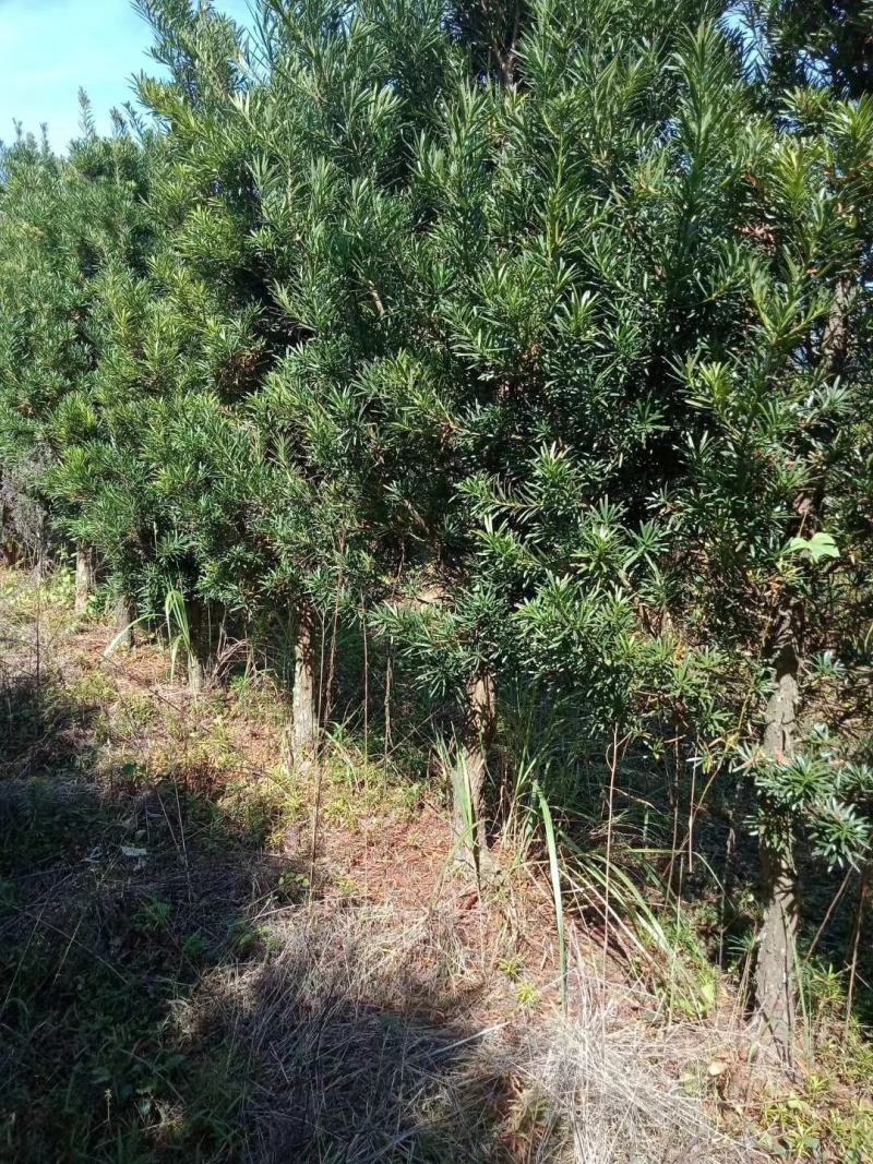 罗汉松树，精品罗汉松，造型罗汉松，均有货源